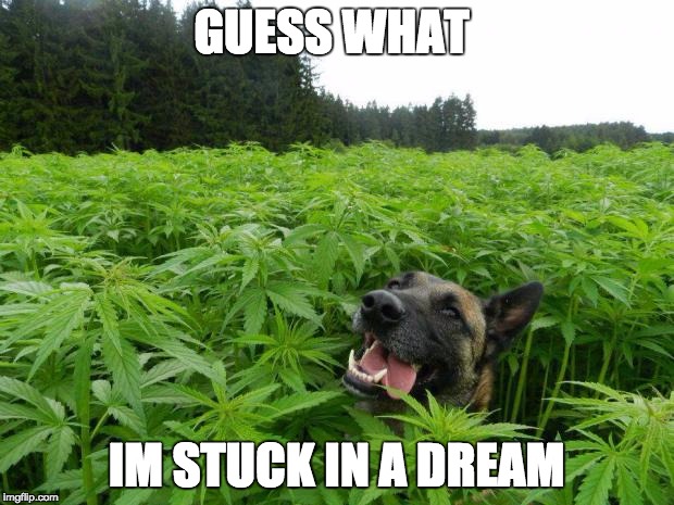 weed policedog | GUESS WHAT IM STUCK IN A DREAM | image tagged in weed policedog | made w/ Imgflip meme maker