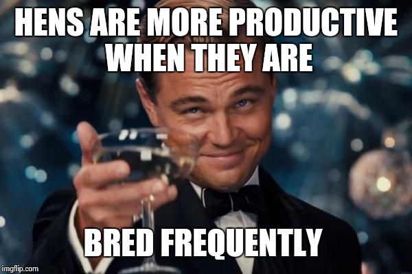 just something that I noticed on the farm | HENS ARE MORE PRODUCTIVE WHEN THEY ARE BRED FREQUENTLY | image tagged in memes,leonardo dicaprio cheers | made w/ Imgflip meme maker