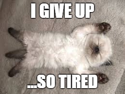 I GIVE UP ...SO TIRED | image tagged in so tired,tired,tired cat,give up,giving up,memes | made w/ Imgflip meme maker