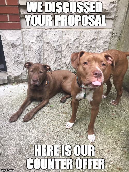 WE DISCUSSED YOUR PROPOSAL HERE IS OUR COUNTER OFFER | image tagged in dogs,sassy,pitbull | made w/ Imgflip meme maker