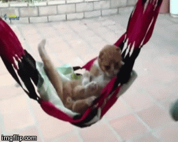Hamock Kitty! | image tagged in gifs,funny,cat | made w/ Imgflip video-to-gif maker