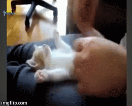 Cute Kitty! | image tagged in gifs,funny,cat | made w/ Imgflip video-to-gif maker