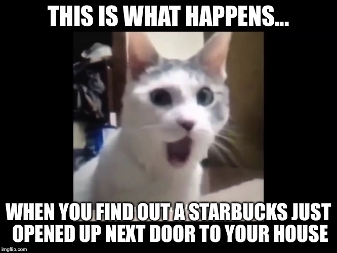 THIS IS WHAT HAPPENS... WHEN YOU FIND OUT A STARBUCKS JUST OPENED UP NEXT DOOR TO YOUR HOUSE | image tagged in omg,starbucks,cats | made w/ Imgflip meme maker