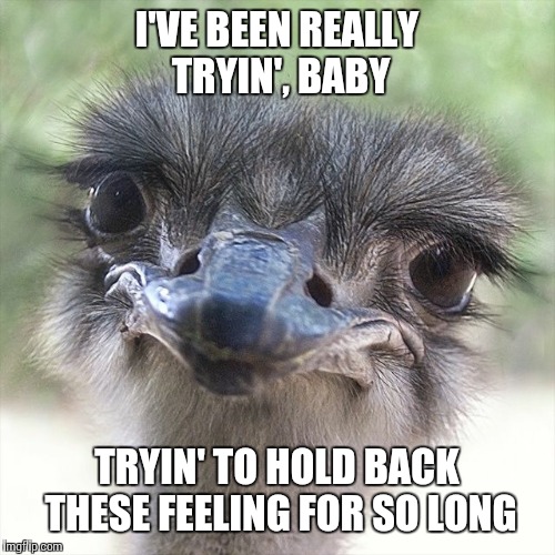 I'VE BEEN REALLY TRYIN', BABY TRYIN' TO HOLD BACK THESE FEELING FOR SO LONG | image tagged in ostrich lovin | made w/ Imgflip meme maker