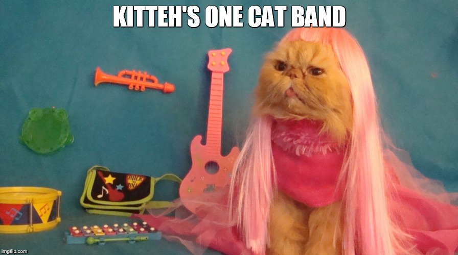 Musical Pappy | KITTEH'S ONE CAT BAND | image tagged in kitty,kitteh | made w/ Imgflip meme maker