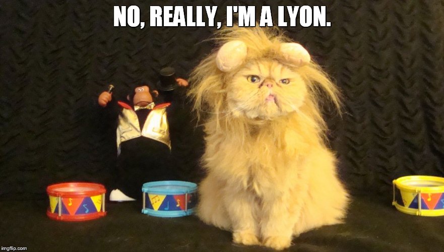 I'm a lyon | NO, REALLY, I'M A LYON. | image tagged in lyon,kitty | made w/ Imgflip meme maker