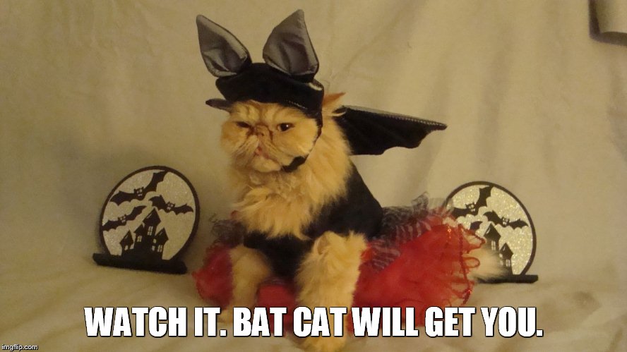 Bat cat | WATCH IT. BAT CAT WILL GET YOU. | image tagged in kitty,kitteh | made w/ Imgflip meme maker