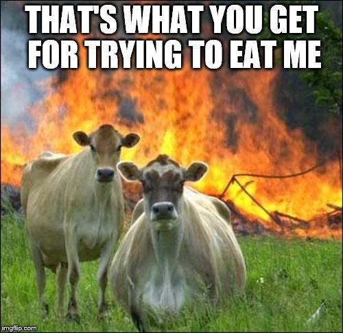 Evil Cows Meme | THAT'S WHAT YOU GET FOR TRYING TO EAT ME | image tagged in memes,evil cows | made w/ Imgflip meme maker