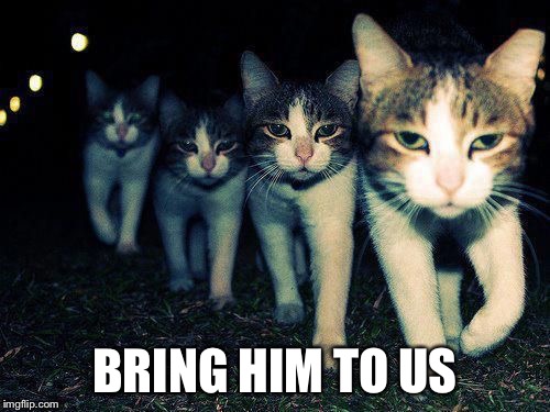 wrong neighborhood cats | BRING HIM TO US | image tagged in wrong neighborhood cats | made w/ Imgflip meme maker
