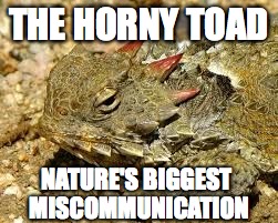 Horny Toad | THE HORNY TOAD NATURE'S BIGGEST MISCOMMUNICATION | image tagged in horny toad | made w/ Imgflip meme maker