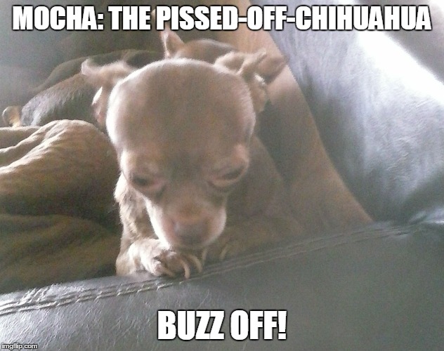 Mocha washing his paws.  | MOCHA: THE PISSED-OFF-CHIHUAHUA BUZZ OFF! | image tagged in chihuahua | made w/ Imgflip meme maker