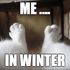 Winter | ME .... IN WINTER | image tagged in cats,cat,winter,winter is coming | made w/ Imgflip meme maker