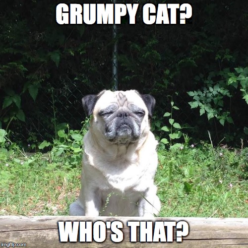 GRUMPY CAT? WHO'S THAT? | image tagged in judgemental pug | made w/ Imgflip meme maker