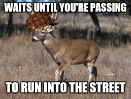 Scumbag Deer | WAITS UNTIL YOU'RE PASSING TO RUN INTO THE STREET | image tagged in deer,memes | made w/ Imgflip meme maker
