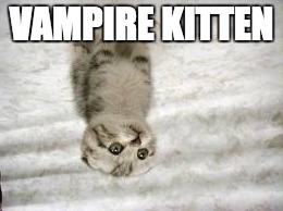 Sad Cat Meme | VAMPIRE KITTEN | image tagged in memes,sad cat | made w/ Imgflip meme maker