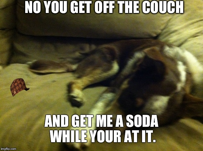 NO YOU GET OFF THE COUCH AND GET ME A SODA WHILE YOUR AT IT. | image tagged in lol dog the couch,scumbag | made w/ Imgflip meme maker