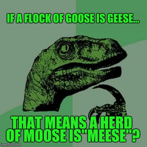 Philosoraptor | IF A FLOCK OF GOOSE IS GEESE... THAT MEANS A HERD OF MOOSE IS''MEESE''? | image tagged in memes,philosoraptor | made w/ Imgflip meme maker