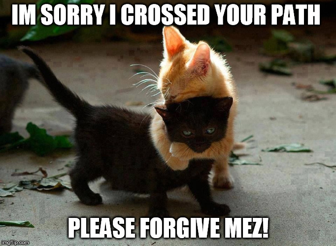 kitten hug | IM SORRY I CROSSED YOUR PATH PLEASE FORGIVE MEZ! | image tagged in kitten hug | made w/ Imgflip meme maker