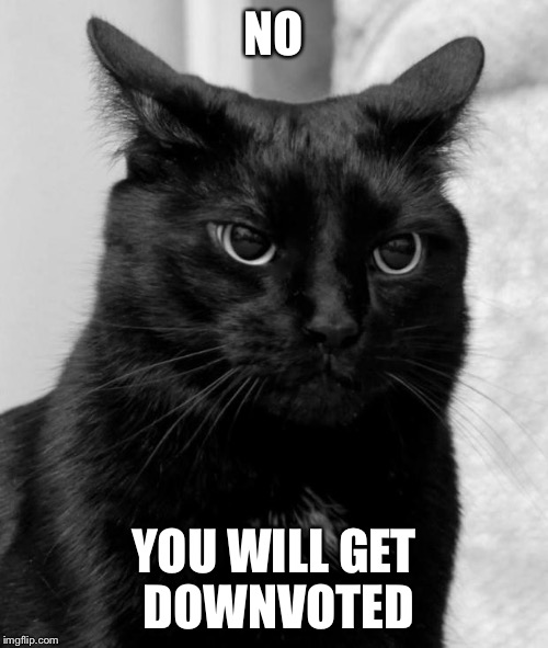 pissed cat | NO YOU WILL GET DOWNVOTED | image tagged in pissed cat | made w/ Imgflip meme maker