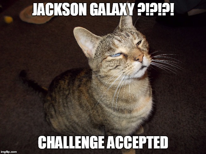 JACKSON GALAXY ?!?!?! CHALLENGE ACCEPTED | made w/ Imgflip meme maker