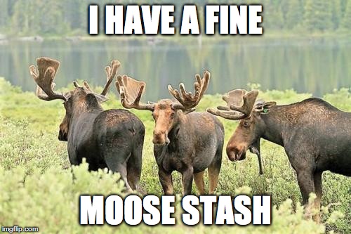 Fine Moose Stash | I HAVE A FINE MOOSE STASH | image tagged in mustache,moose,hipster | made w/ Imgflip meme maker