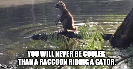 You may think you're cool, but .... | YOU WILL NEVER BE COOLER THAN A RACCOON RIDING A GATOR. | image tagged in raccoon,funny memes | made w/ Imgflip meme maker