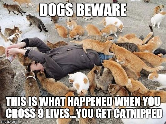 Cats taking over | DOGS BEWARE THIS IS WHAT HAPPENED WHEN YOU CROSS 9 LIVES...YOU GET CATNIPPED | image tagged in cats taking over | made w/ Imgflip meme maker