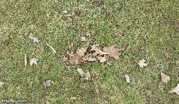 image tagged in gifs | made w/ Imgflip images-to-gif maker