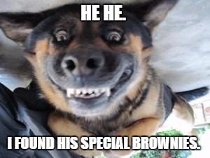 Crazy dog | HE HE. I FOUND HIS SPECIAL BROWNIES. | image tagged in crazy dog | made w/ Imgflip meme maker