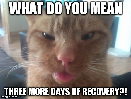 WHAT DO YOU MEAN THREE MORE DAYS OF RECOVERY?! | image tagged in recovercat | made w/ Imgflip meme maker