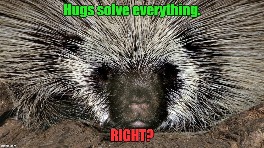 Hugs solve everything | Hugs solve everything. RIGHT? | image tagged in porcupine,hugs | made w/ Imgflip meme maker
