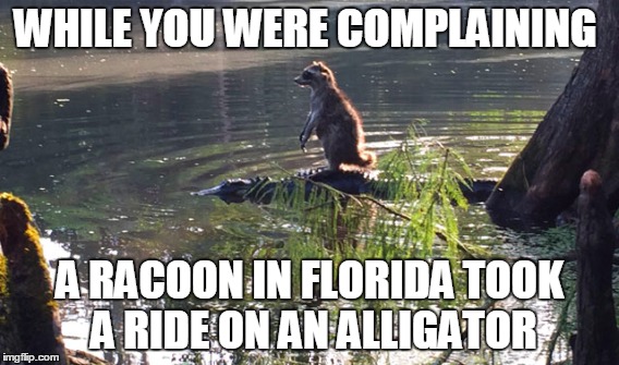 While you were complaining | WHILE YOU WERE COMPLAINING A RACOON IN FLORIDA TOOK A RIDE ON AN ALLIGATOR | image tagged in raccoon,complain,florida,alligator | made w/ Imgflip meme maker