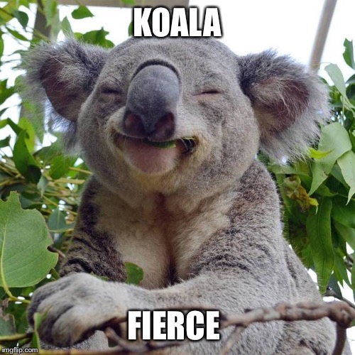 Koalafied | KOALA FIERCE | image tagged in koalafied | made w/ Imgflip meme maker