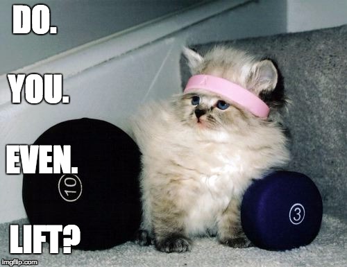 DO. LIFT? YOU. EVEN. | image tagged in kitten,weight lifting,do you even lift,cute,fluffy,gym | made w/ Imgflip meme maker