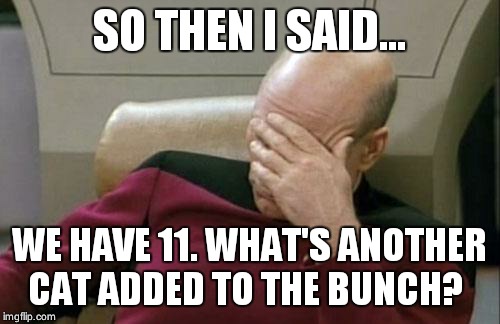 Captain Picard Facepalm | SO THEN I SAID... WE HAVE 11. WHAT'S ANOTHER CAT ADDED TO THE BUNCH? | image tagged in memes,captain picard facepalm | made w/ Imgflip meme maker