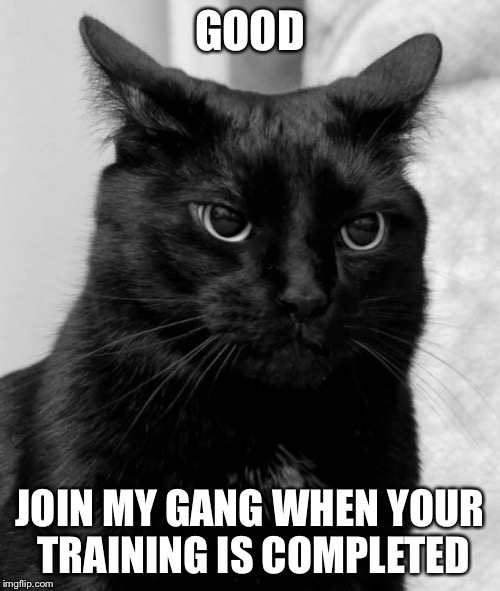 pissed cat | GOOD JOIN MY GANG WHEN YOUR TRAINING IS COMPLETED | image tagged in pissed cat | made w/ Imgflip meme maker