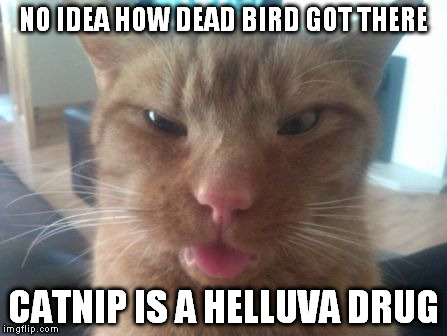 derpcat | NO IDEA HOW DEAD BIRD GOT THERE CATNIP IS A HELLUVA DRUG | image tagged in derpcat | made w/ Imgflip meme maker