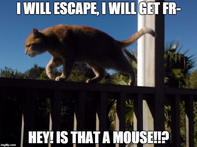 image tagged in flynndacat | made w/ Imgflip meme maker