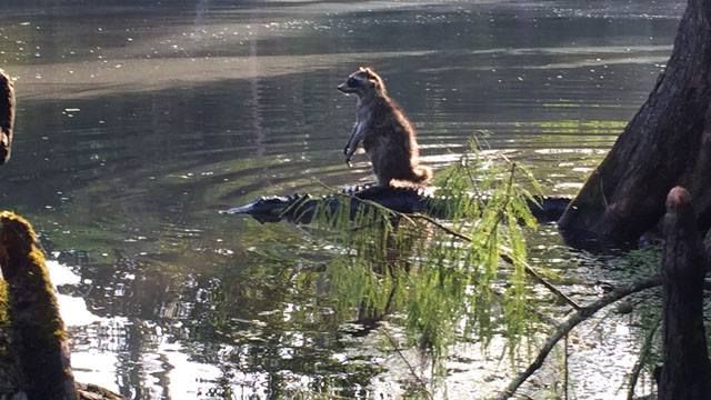 raccoon-alligator-riding Blank Meme Template