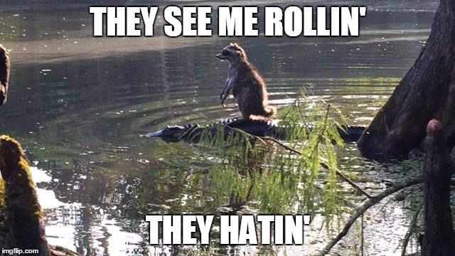 raccoon-alligator-riding | THEY SEE ME ROLLIN' THEY HATIN' | image tagged in raccoon-alligator-riding | made w/ Imgflip meme maker