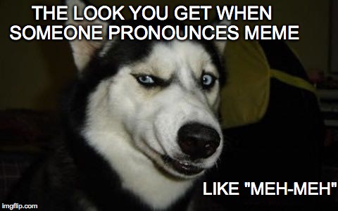 Say what?!? | THE LOOK YOU GET WHEN SOMEONE PRONOUNCES MEME LIKE "MEH-MEH" | image tagged in husky,doing it wrong,funny,funny memes | made w/ Imgflip meme maker