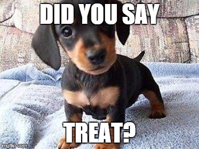 mini dachshund | DID YOU SAY TREAT? | image tagged in mini dachshund | made w/ Imgflip meme maker