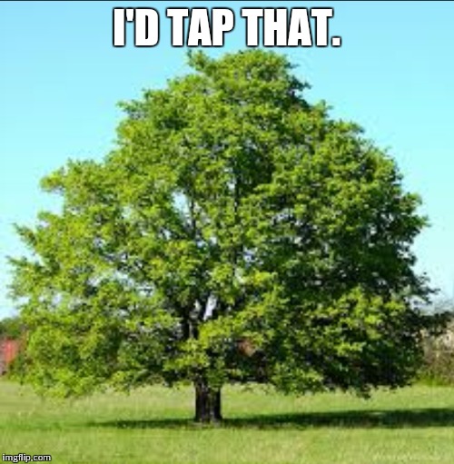 Maple tree  | I'D TAP THAT. | image tagged in maple tree | made w/ Imgflip meme maker