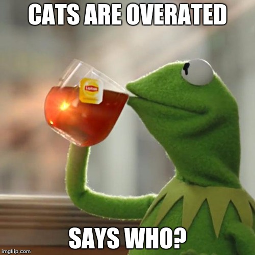 But That's None Of My Business Meme | CATS ARE OVERATED SAYS WHO? | image tagged in memes,but thats none of my business,kermit the frog | made w/ Imgflip meme maker