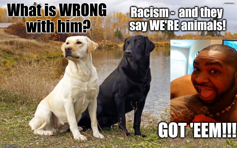 F*CK RACISM!!! | What is WRONG with him? Racism -  and they say WE'RE animals! GOT 'EEM!!! | image tagged in black dog,white dog,got eeem,deez nutz | made w/ Imgflip meme maker