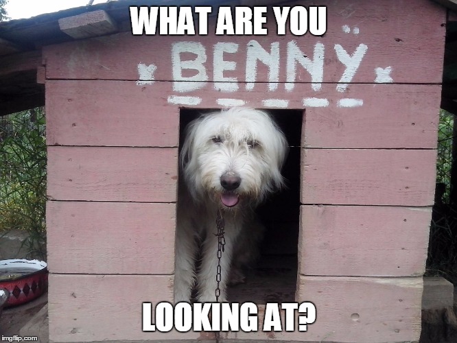 WHAT ARE YOU LOOKING AT? | image tagged in benny the dog | made w/ Imgflip meme maker