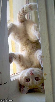 upside down cat | . | image tagged in upside down cat | made w/ Imgflip meme maker