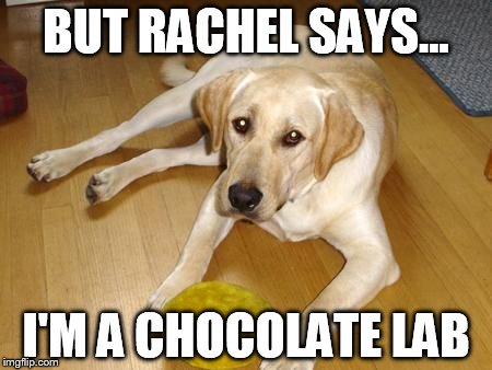 BUT RACHEL SAYS... I'M A CHOCOLATE LAB | image tagged in lab,rachel dolezal | made w/ Imgflip meme maker