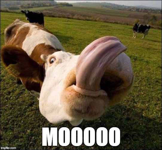 The Moomoo Monster | MOOOOO | image tagged in moo cow,cows,funny,cow | made w/ Imgflip meme maker