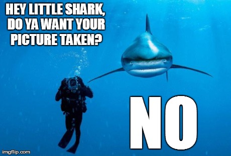 image tagged in funny,animals,sharks | made w/ Imgflip meme maker